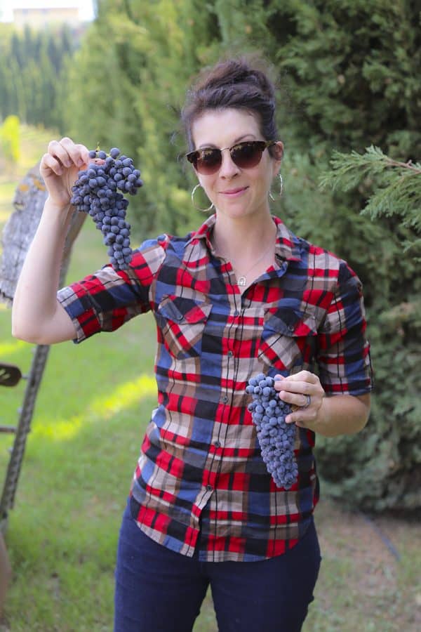 Foodie with Family - Rebecca Lindamood- picking sangiovese grapes with Andrea Meini. These grapes will be made into DaVinci Chianti and make it to market some time next year!