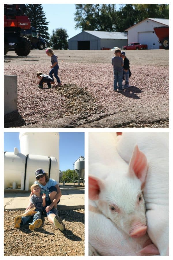 Overskei Farm, South Dakota. Pipestone Veterinary System.