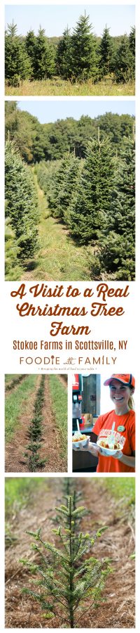 2 Minute Pull Apart Caramel Apples inspired by a visit to a real Christmas Tree Farm: Stokoe Farms in Scottsville, NY.